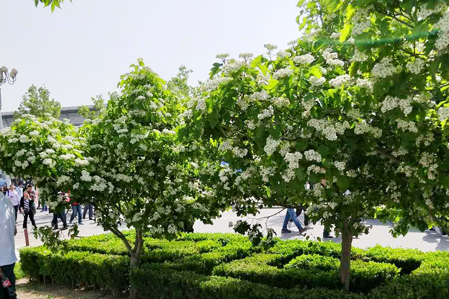 mg不朽情缘(中国)游戏官方网站